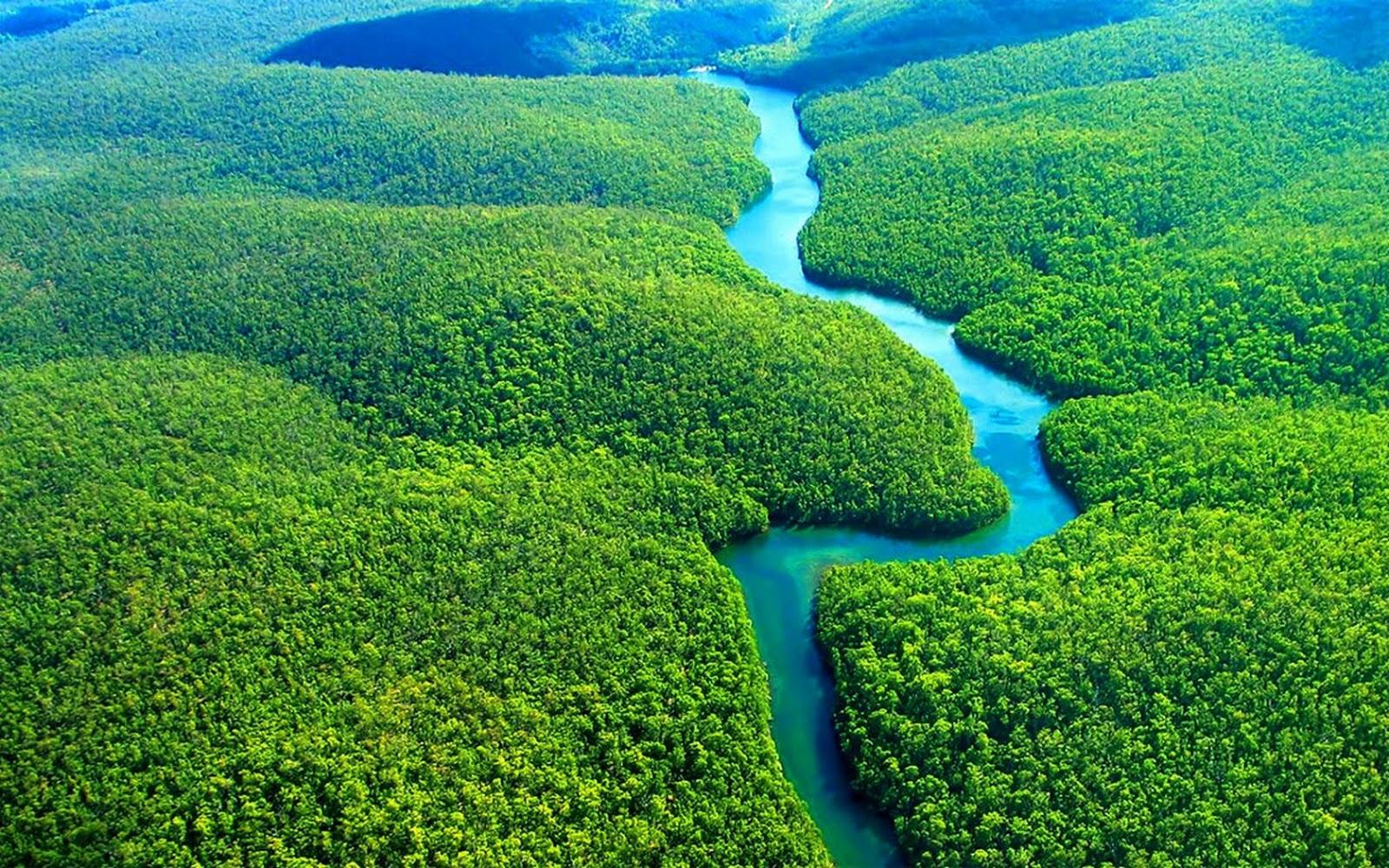 Floresta vista do alto com rio sinuoso